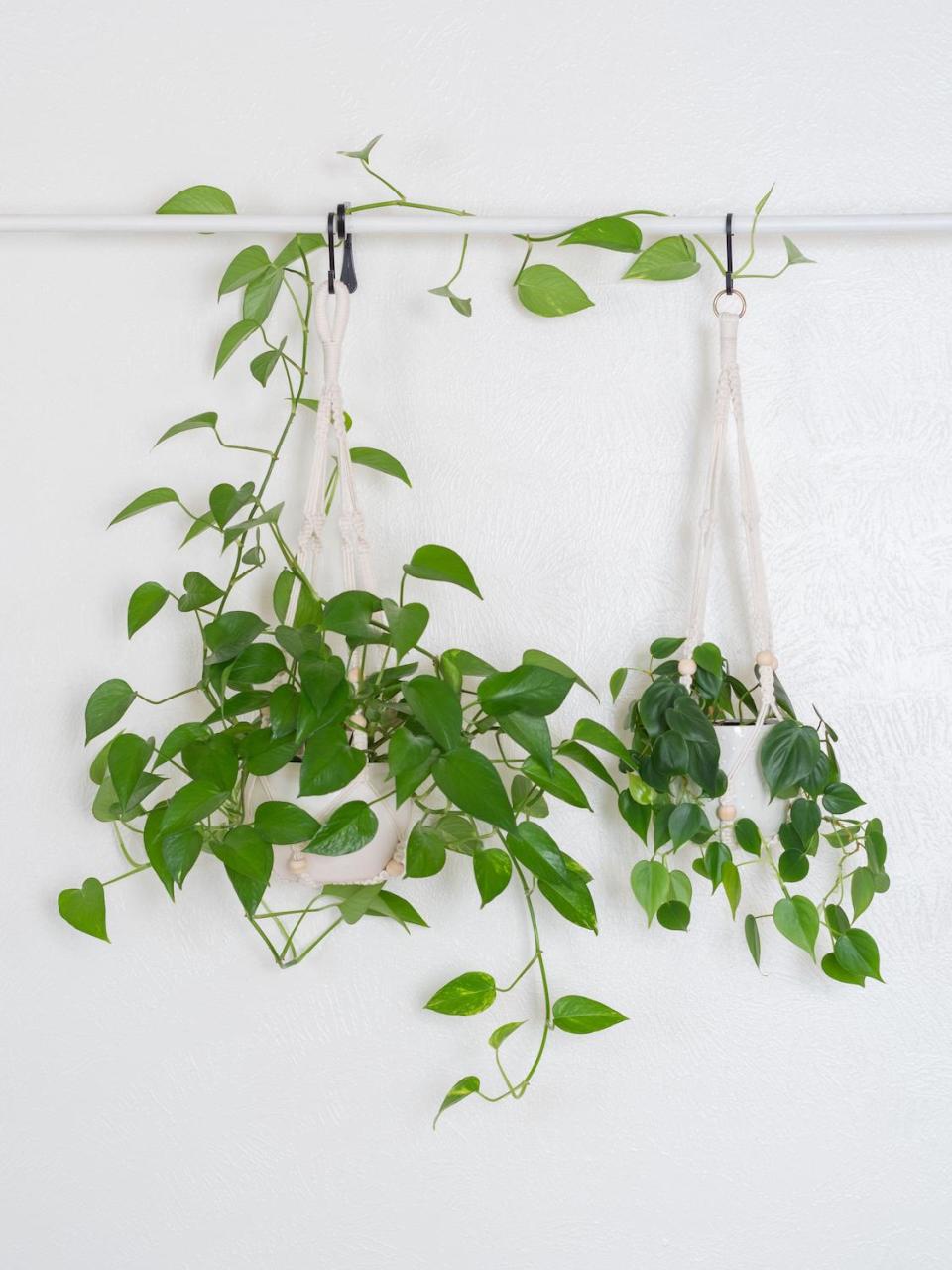 hanging pothos plants