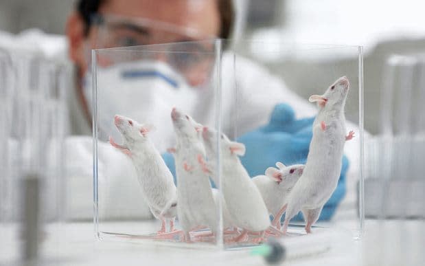 A population of mice the size of York was accidentally bred by scientists  - Adam Gault / Alamy, 
