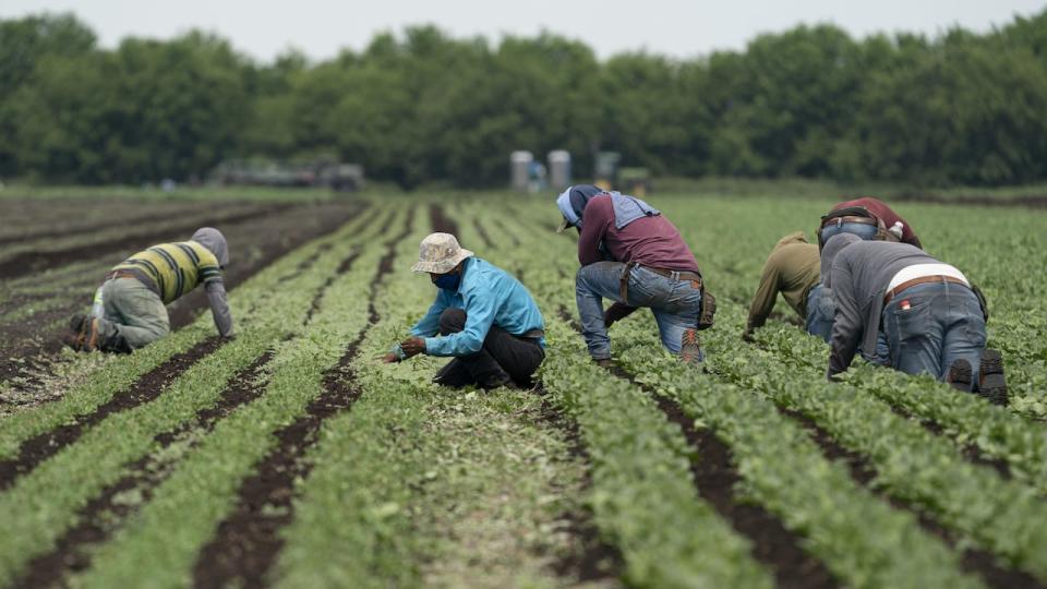 The application for a class-action lawsuit also requests compensation for workers who suffered harm while restricted by a closed work permit. (Ivanoh Demers/Radio-Canada - image credit)