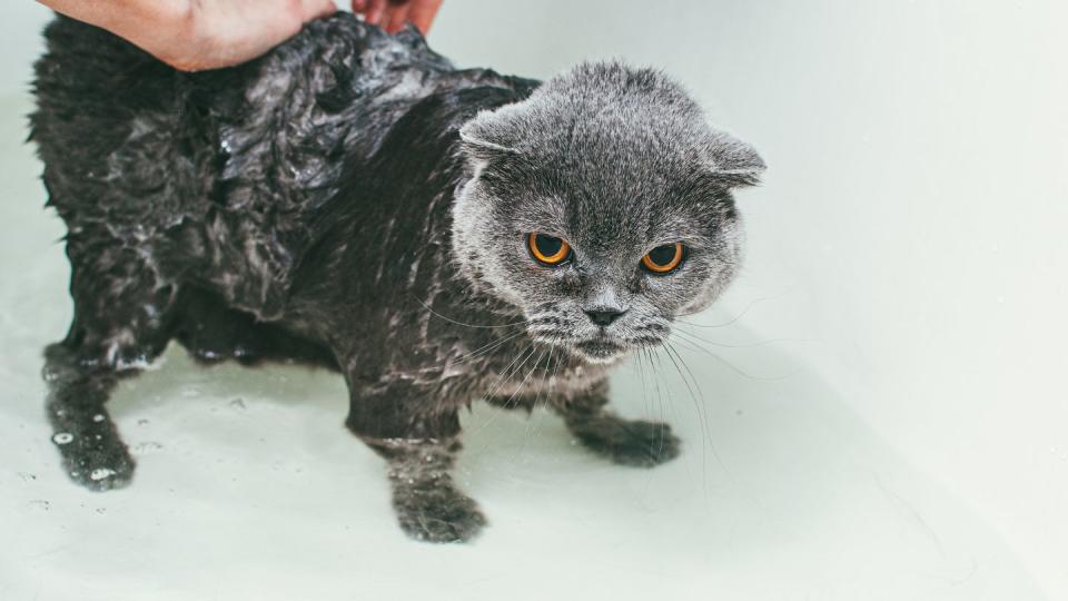 cropped hands of woman washing gray scottish fold cat in bathtub, focusing on his body and leaving his head dry