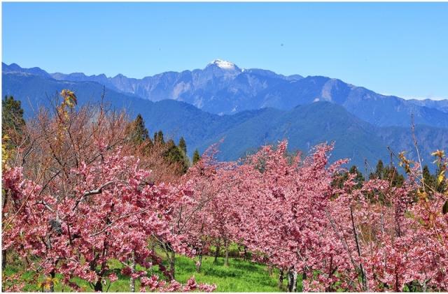 福壽山農場百櫻園櫻花怒放 遠景為白頭的雪山主峰 美到極點 旅遊 Yahoo奇摩行動版