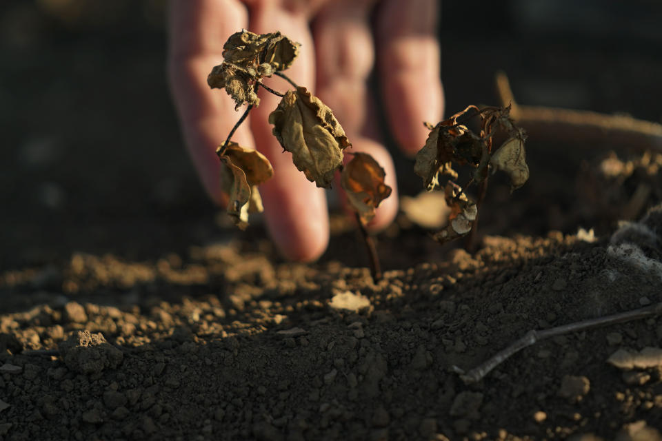 Cotton that did not survive is shown on the farm of Barry Evans on Monday, Oct. 3, 2022, in Kress, Texas. Evans, like many other cotton growers, has walked away from more than 2,000 acres of his bone-dry fields. (AP Photo/Eric Gay)