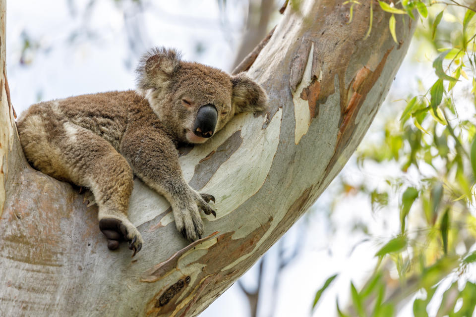 Sleeping koala resting on a tree branch with eyes closed. Surrounding foliage is visible