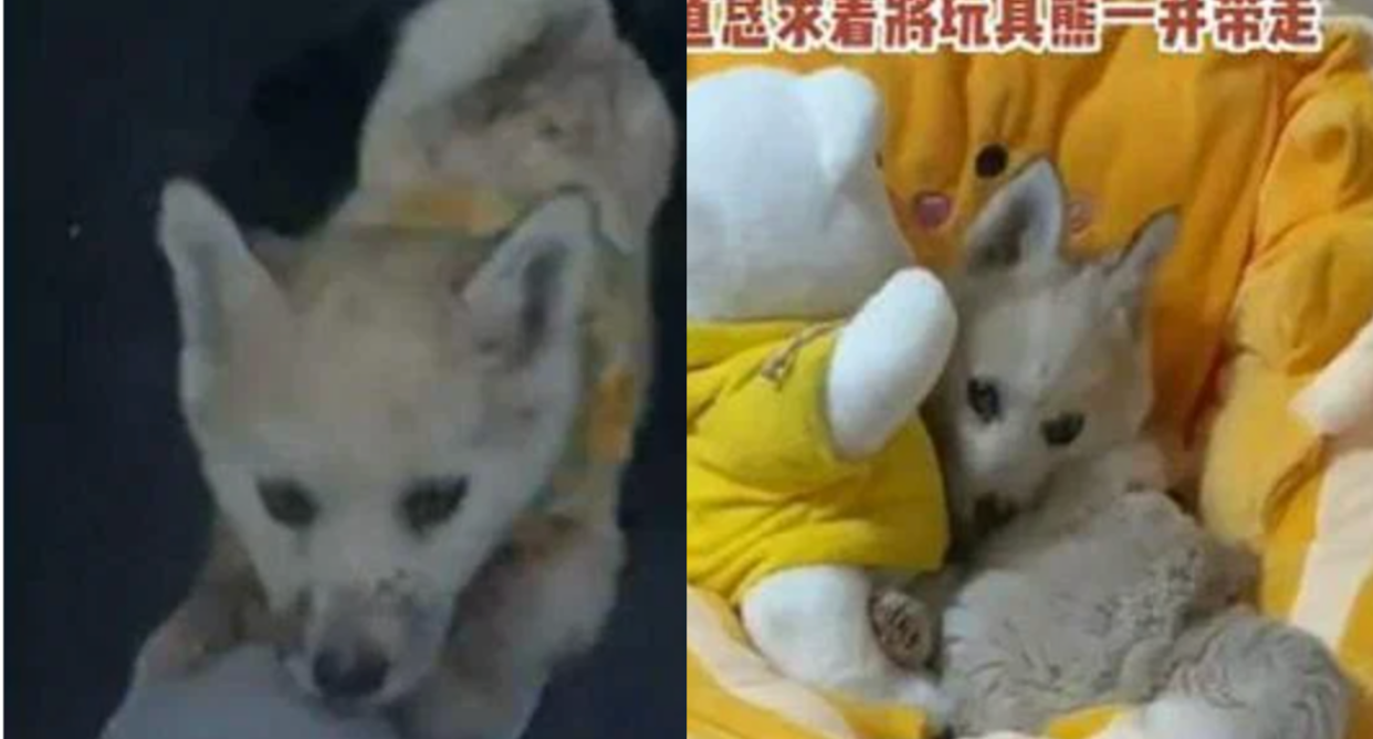 The stray puppy (left) pleaded to its rescuer to adopt its stuffed toy friend too.