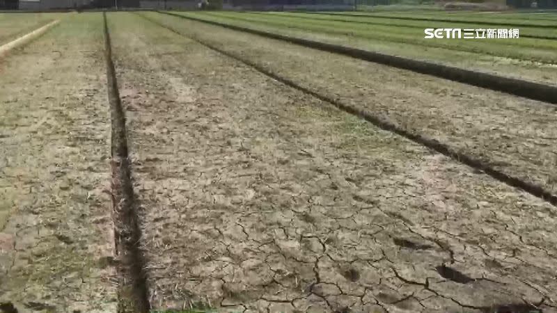 56年來最乾旱，嘉南地區明年一期稻作停灌。（圖／資料畫面）