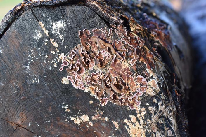 Silver leaf tree fungus, or Chondrostereum purpureum,