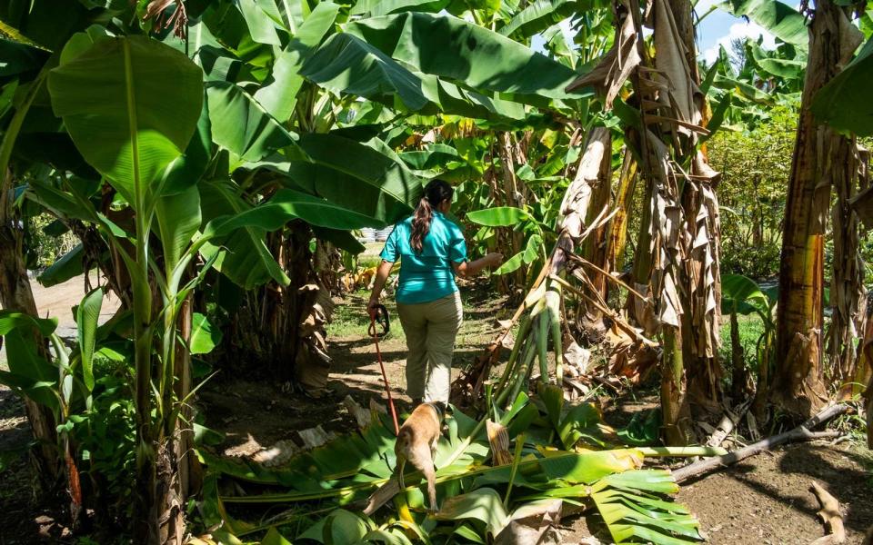 <p>Cañón walks with Duke through the banana and plantain trees in the farm area. The resort grows its own fruit and vegetables and will soon have a few chickens and beehives, abiding by sustainability practices. If offered any passion fruit during your stay, give it a try. You will not regret it.</p>