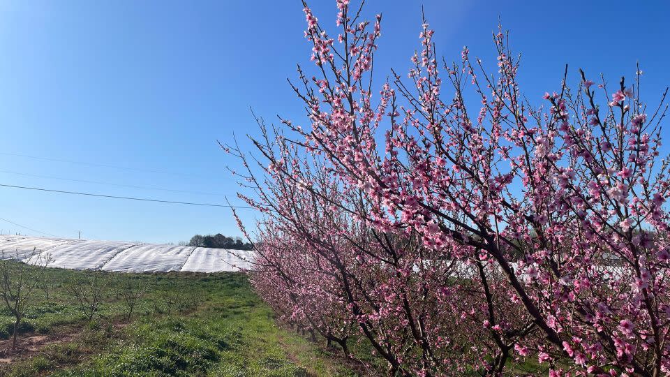 Blooming peach trees are seen alongside a covered field of strawberries at Jaemor Farms in Alto, Georgia, on March 19, 2024. - Meridith Edwards/CNN