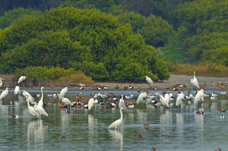 2017-10-19-鰲鼓溼地候鳥避冬。（取自雲林縣政府網站）