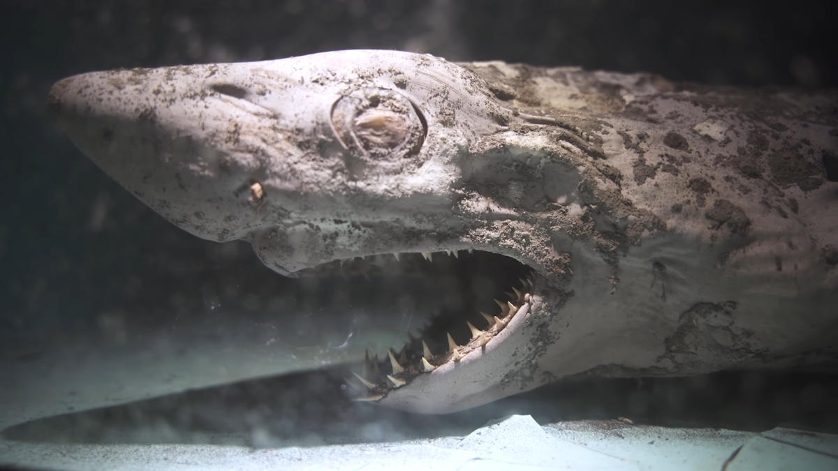 Images of this 'zombie' shark will haunt your nightmares forever - Yahoo  Sports
