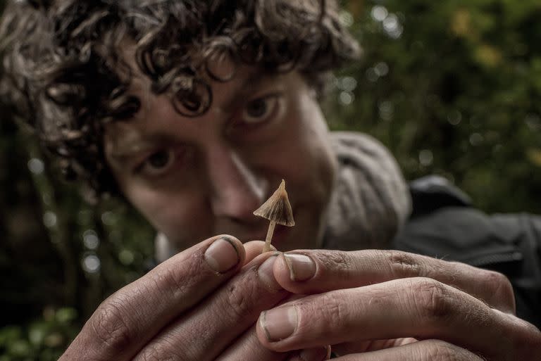 The biologist Merlin Sheldrake holds a psathyrella during an expedition into Alerce Costero National Park in Chile on April 15, 2022. Some species of mushrooms can store exceptionally high amounts of carbon that would otherwise stay in the atmosphere. (Tomas Munita/The New York Times)