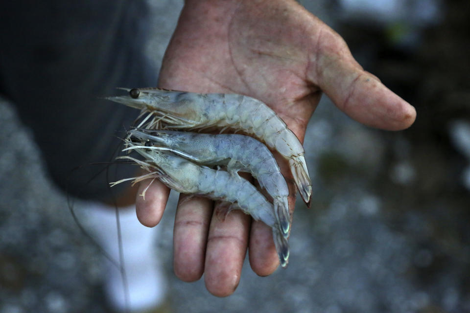 In this Monday, Sept. 27, 2021, photo, Glynn Chaisson shows a handful of shrimp he caught in the bayou and used for a large cookout to feed his neighbors, who also lost their homes to Hurricane Ida in Chauvin, La. (AP Photo/Jessie Wardarski)