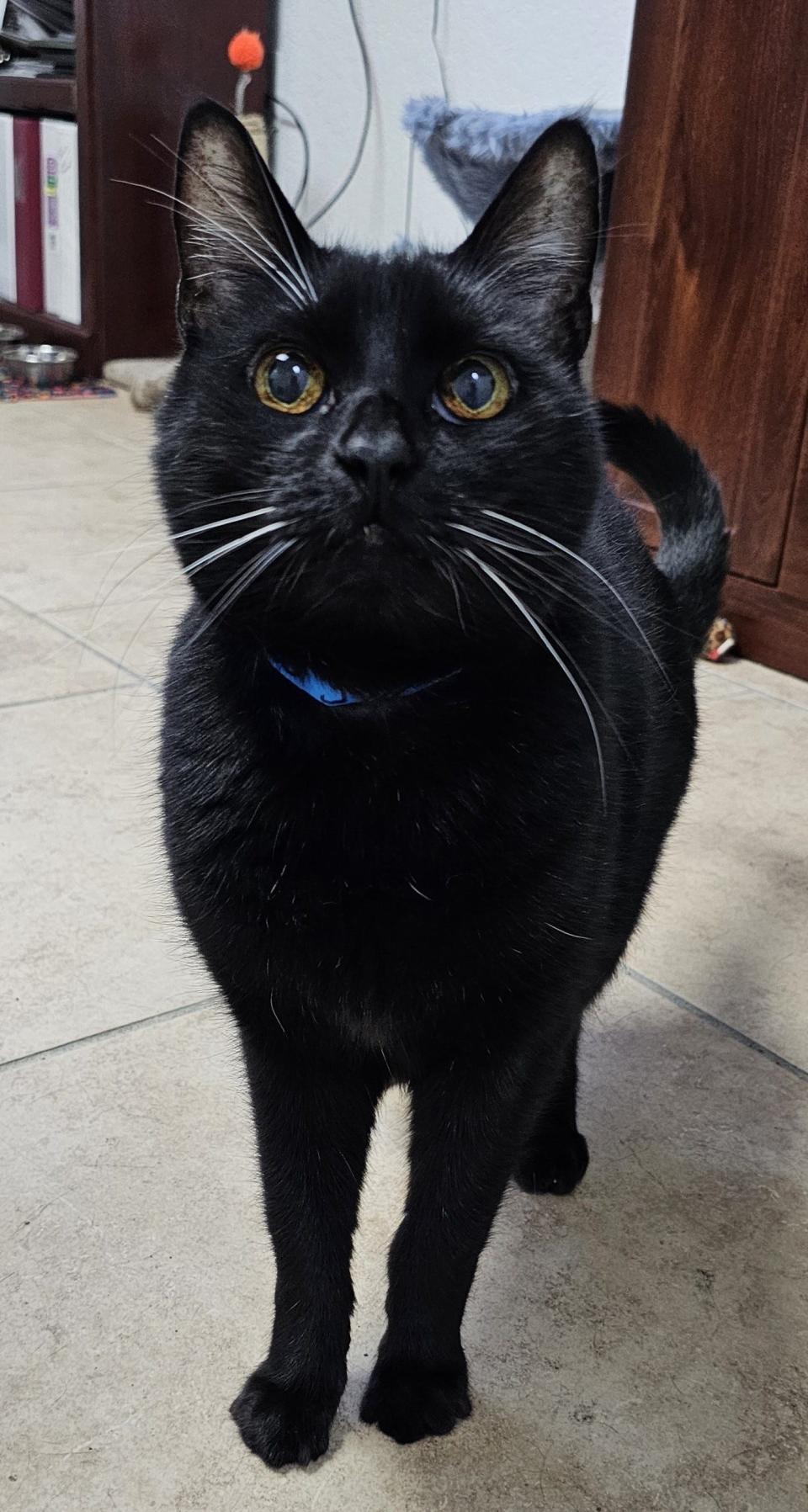 Samba is very affectionate and just loves to be with his humans. His black coat is smooth and shiny. Samba came to us declawed, but that does not stop him from being a normal cat. He is on a special urinary diet that he must keep eating for the rest of his life.