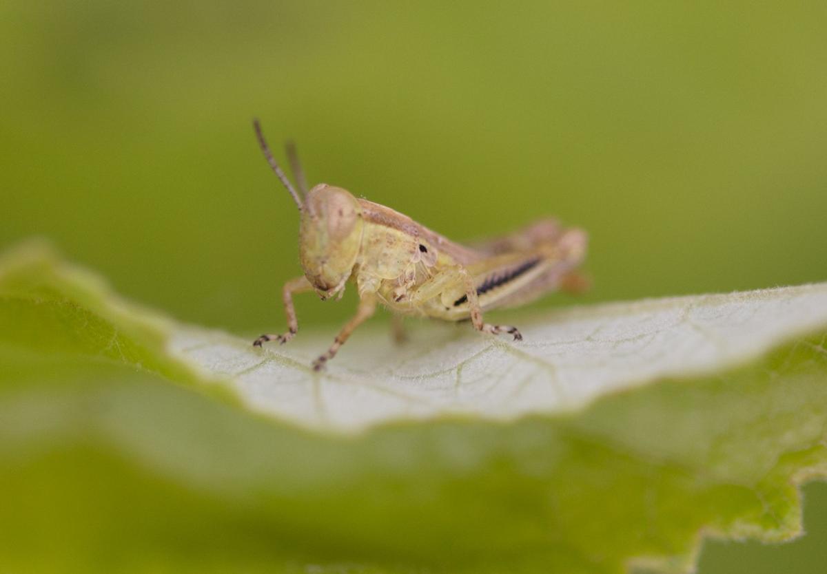 How to Get Rid of Grasshoppers So They Don't Eat Your Plants