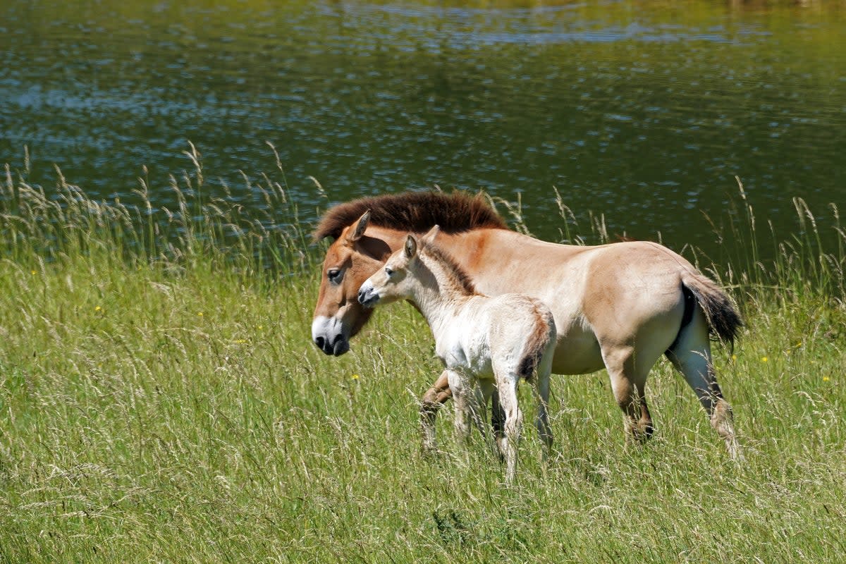 Rare Przewalski’s foal Basil (Marwell Wildlife/PA) (PA Media)