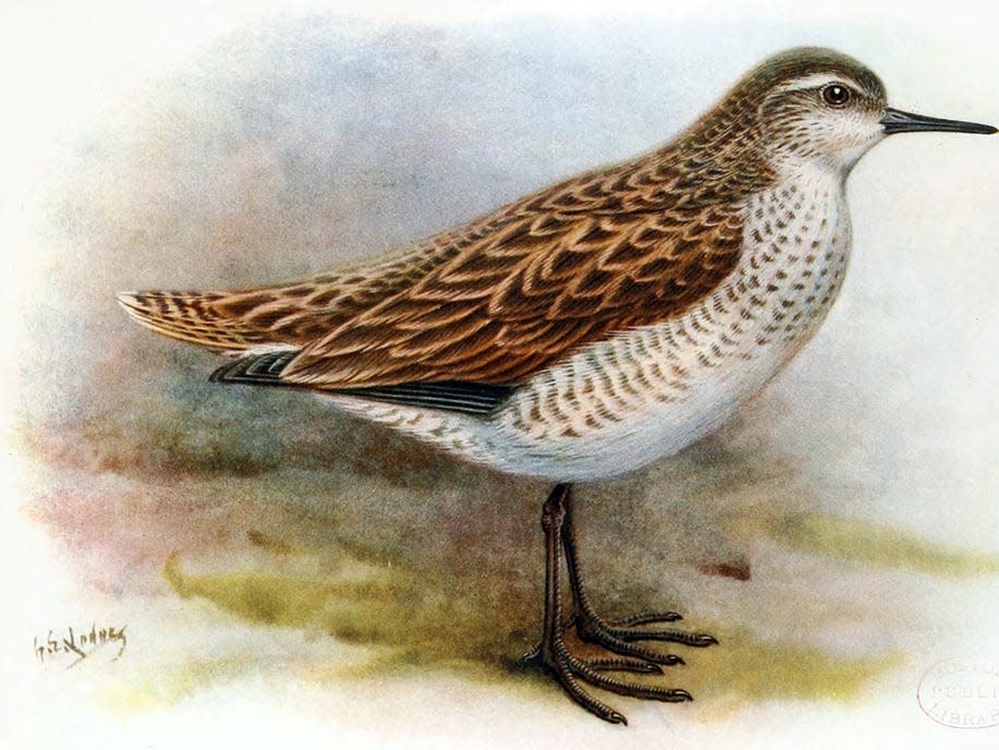 1024px Tuamotu_Sandpiper