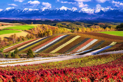 日本最早紅葉！北海道賞楓時間、必去景點一次看