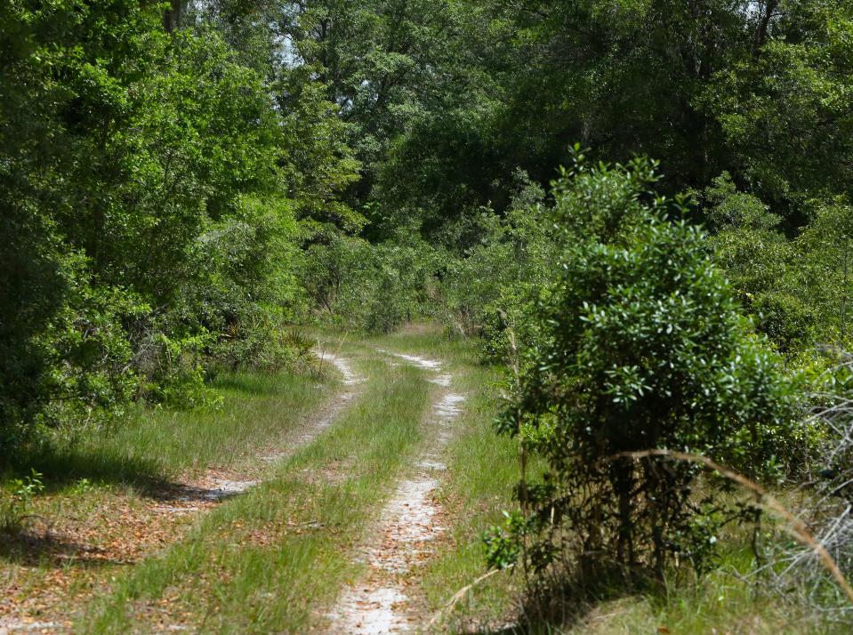 A trail cures through a more densely wooded area on the Lee family property off Parker Road in Gainesville on April 27, which is at the heart of a debate over development and conservation in Alachua County.