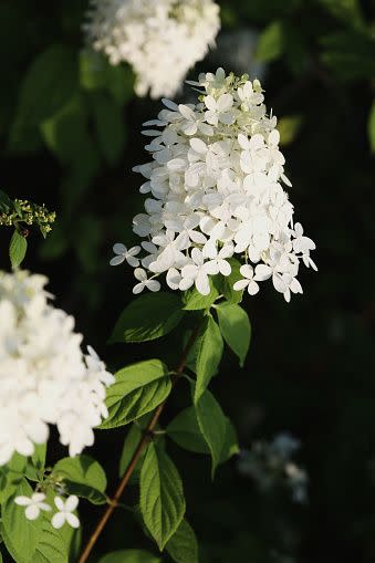 white flowers white flower names