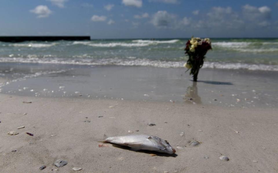 A red tide bloom that has lingered since fall has worsened in recent weeks, bringing more dead fish, murky waters and foul air to beaches on Anna Maria Island’s Bradenton Beach.