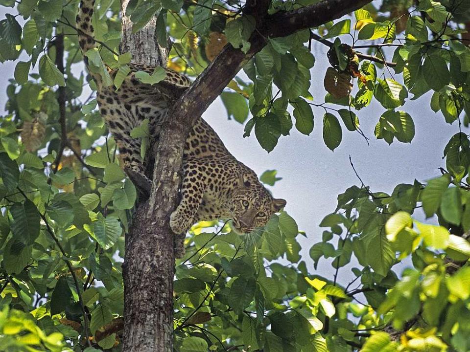 A leopard in the Kanha Tiger Reserve, Madhya Pradesh. Coal mining is destroying their habitat.
