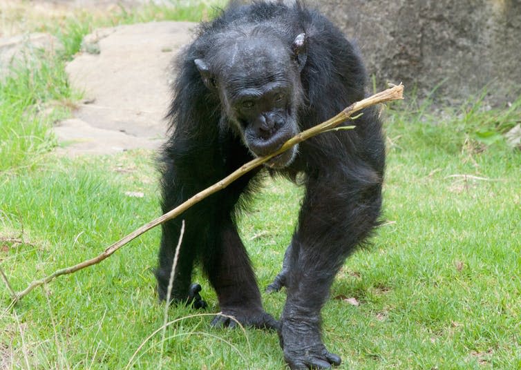 <span class="caption">Just let me grab my tools.</span> <span class="attribution"><a class="link " href="https://www.shutterstock.com/image-photo/old-chimp-prodding-stick-get-ants-176026286?src=B53_ICmf85GDSyJNvFWHAQ-1-0" rel="nofollow noopener" target="_blank" data-ylk="slk:Shutterstock;elm:context_link;itc:0;sec:content-canvas">Shutterstock</a></span>