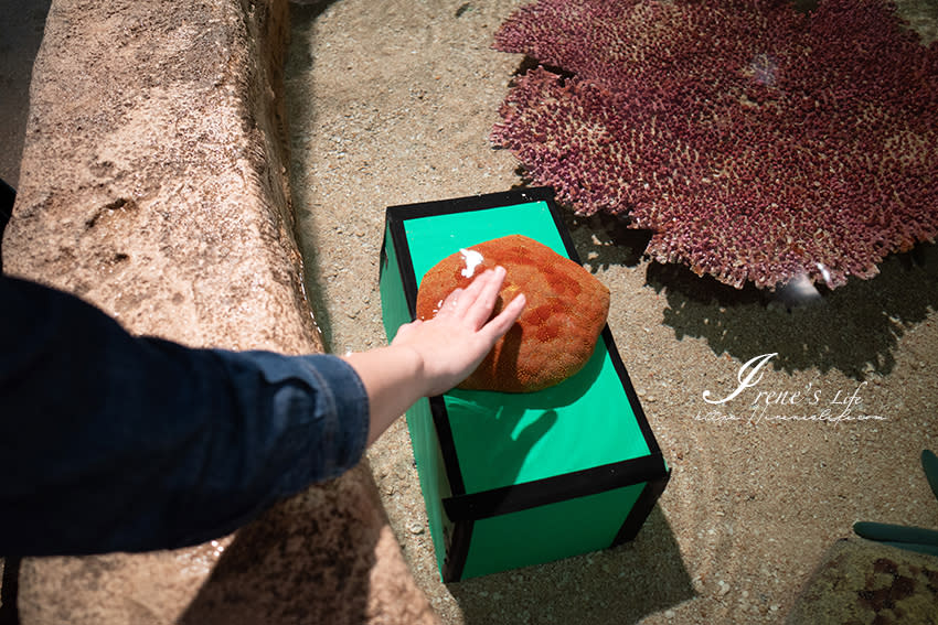 日本沖繩｜DMM Kariyushi水族館