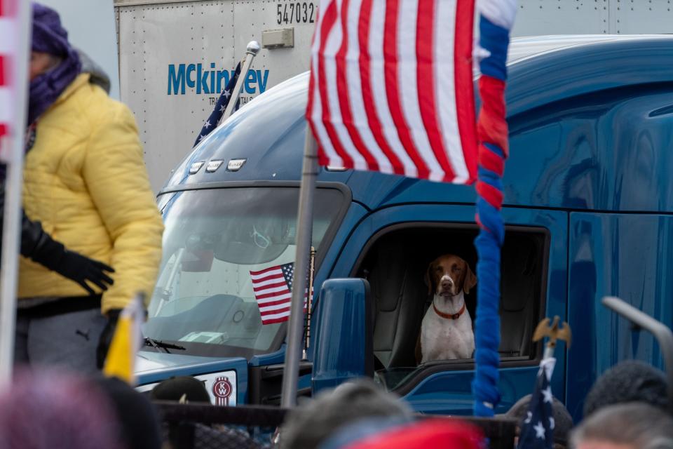 A dog sits in a cab of one of the trucks participating in the People's Convoy rally, a movement opposing COVID-19 mandates, in Adelanto Stadium in Adelanto on Wednesday, Feb. 23, 2022.