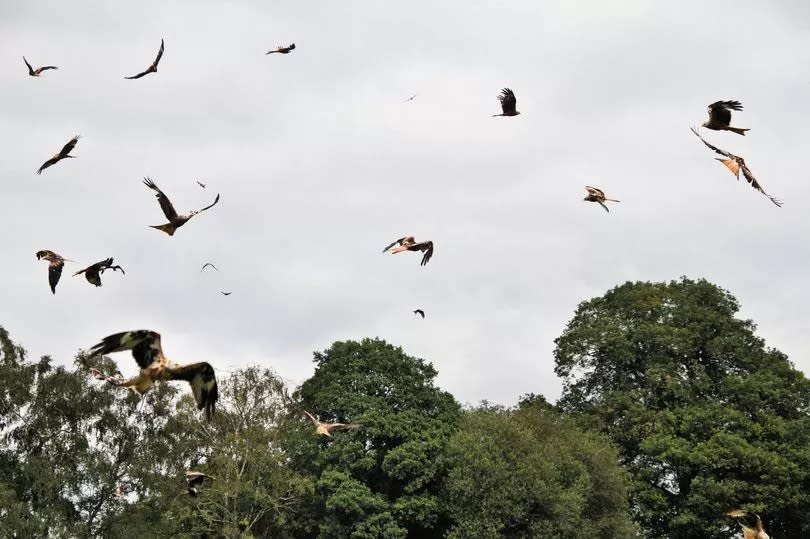 Red Kites flying over Gigrin Farm -Credit:iStock / Getty Images Plus