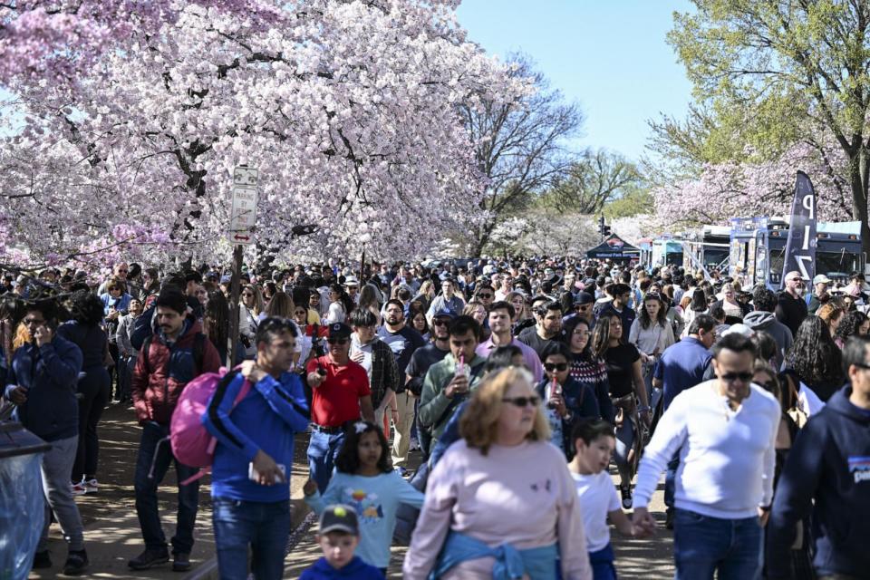 PHOTO: In this March 26, 2023 file photo, visitors enjoy cherry blossoms around the Tidal Basin during the National Cherry Blossom Festival 'at the National Mallin Washington.  (Celal Gunes/Anadolu Agency via Getty Images, FILE)