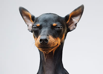 best ways to exercise your manchester terrier