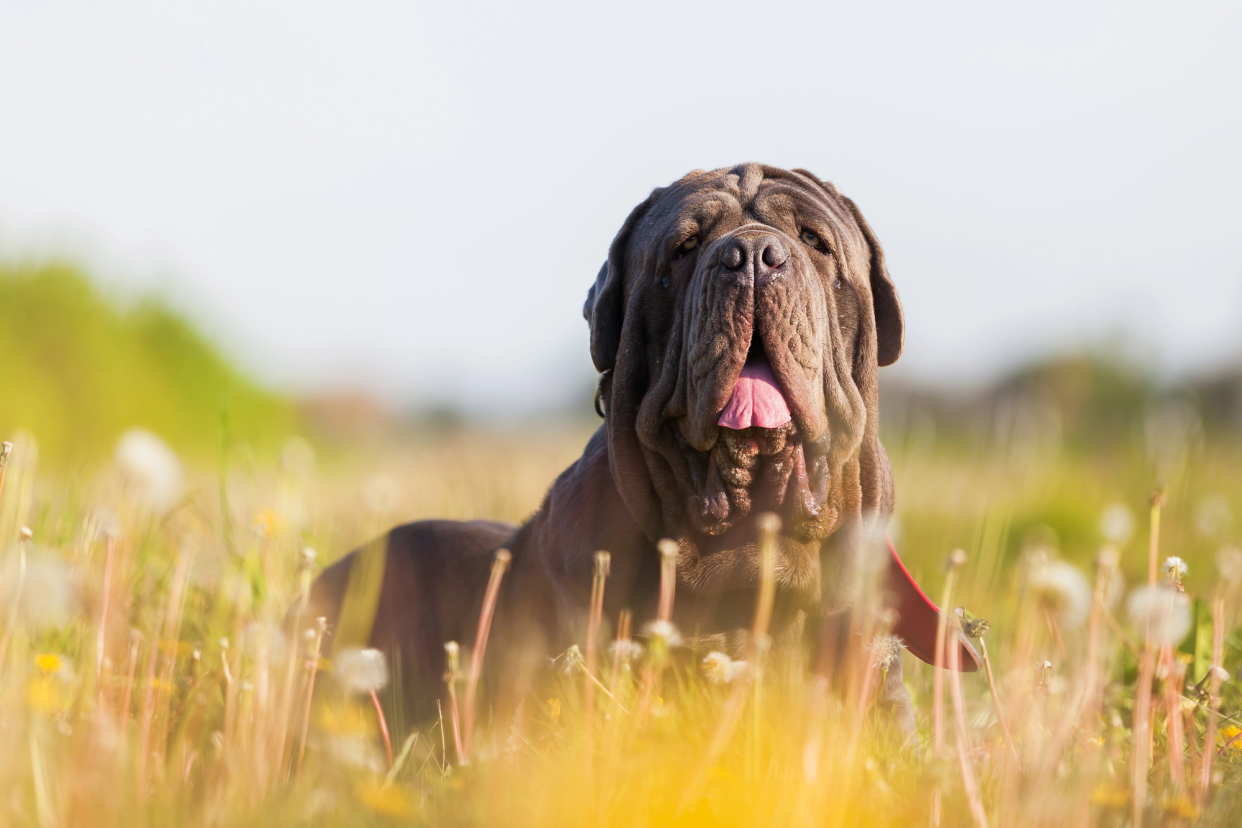 Neapolitan Mastiff