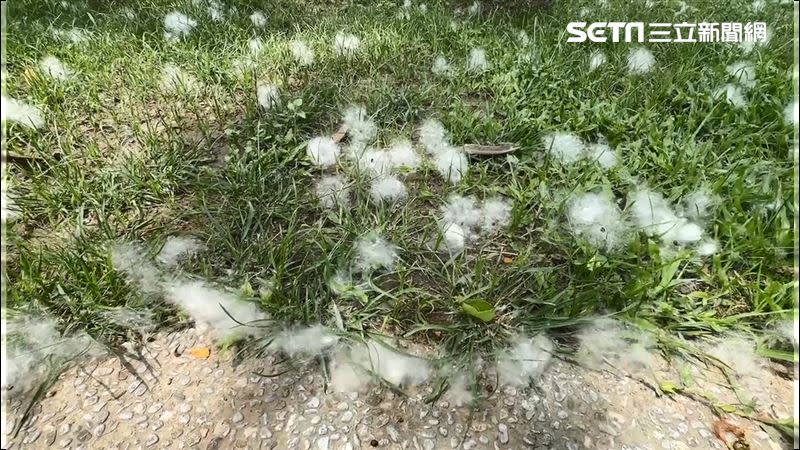 木棉樹開花季節到來，棉絮滿天飛舞宛如5月雪。（圖／翻攝畫面）