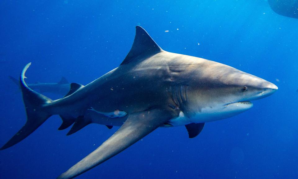 Bull sharks circle a bait box during a shark dive off the coast of Jupiter, Florida on Feb. 12, 2022.