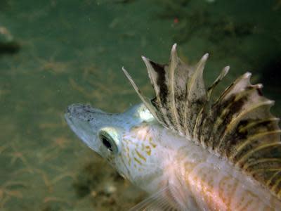 An icefish caught on camera at the Antarctic seafloor