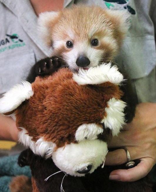 Sie und ihr Kuscheltier sind beste Freunde (Bild: Taronga Zoo)