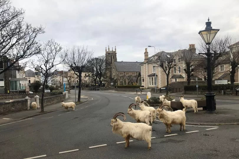 Goats wandering through Llandudno's empty streets during the lockdown