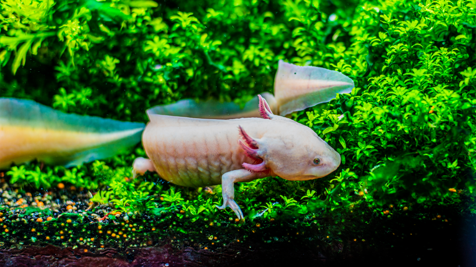A pink axolotls swimming in a tank. These salamander-like amphibians have become a cultural icon in Mexico.