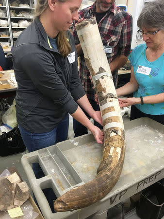 A Mastodon tusk (partially reassembled) whose curvature is typical for an upper tusk from the left side from the Page-Ladson site near Tallahassee, Florida, United States is shown in this image released May 13, 2016. Courtesy DC Fisher/Univ. Michigan Museum of Paleontology/Handout via REUTERS