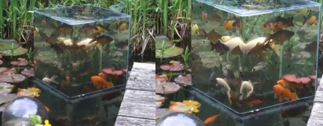 Inverted Aquarium in Backyard Pond! (Upside Down Fish Tank) 