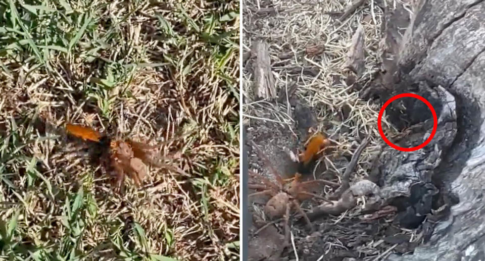 The moment a spider wasp dragged a huntsman into its nest left many Aussies 'unfazed'. Source: Reddit
