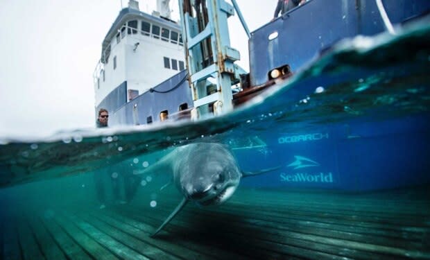 Robert Snow/Ocearch