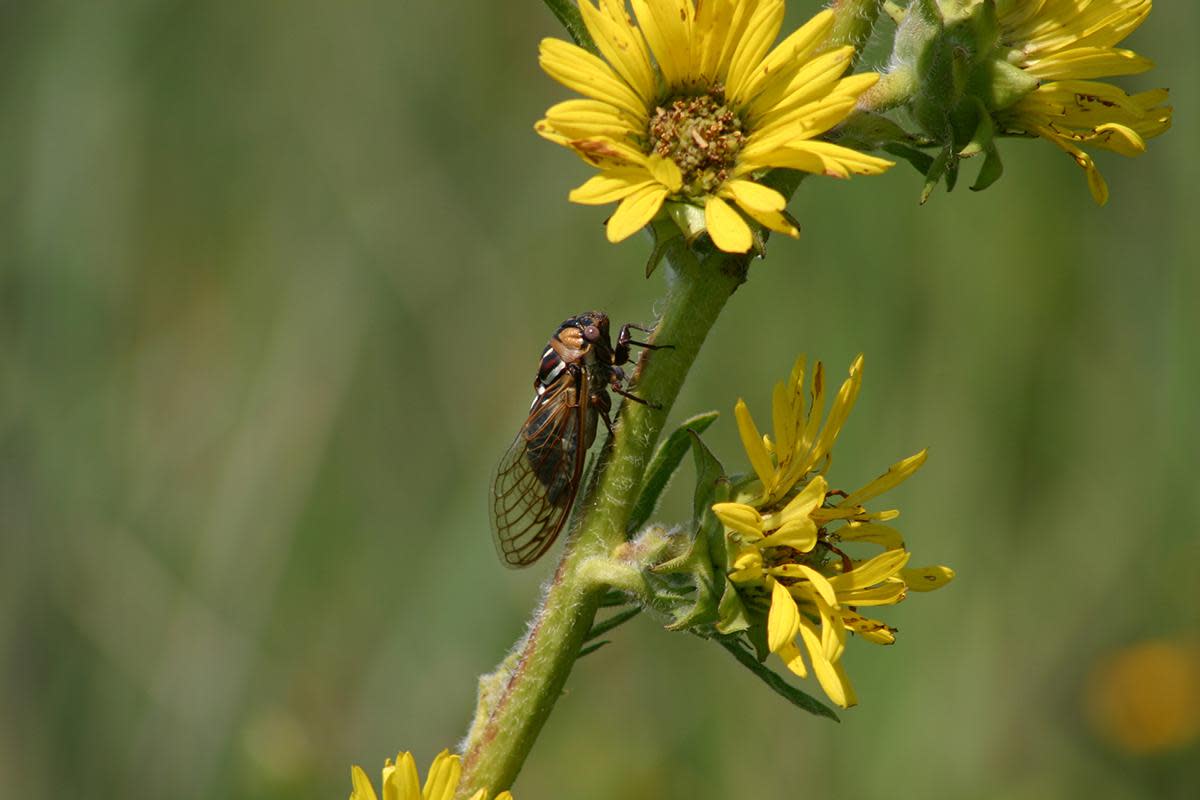 A male Megatibicen dorsatus cicada calls loudly from a compass plant flower stem in Loda Cemetery Prairie Nature Reserve.