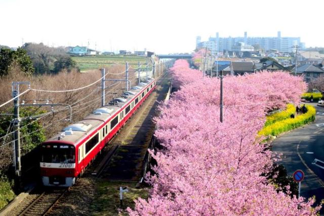 [Japanese Cherry Blossom Season Limited] Tokyo Suburb Miura Cherry Blossom Viewing, Strawberry All You Can Eat, Tuna Fish Market Chartered One-day Tour (Six or Nine-person Small Group). (Photo: KKday SG)
