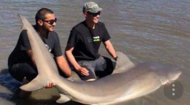 The shark was said to be 3.5m long. Source: Facebook/Sydney's Fishing Forum