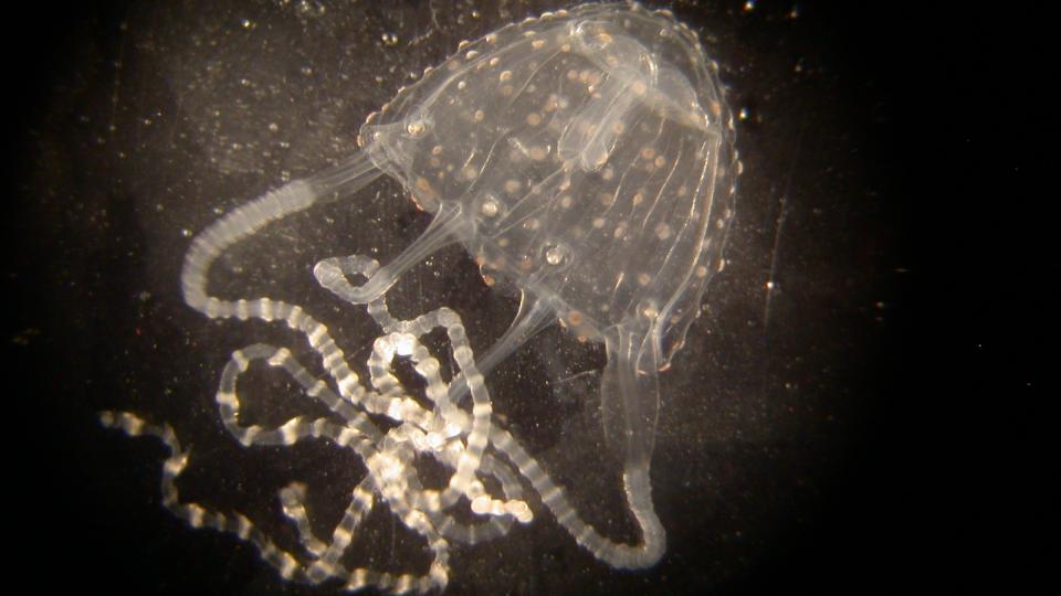 A close-up of a tiny translucent jellyfish against a black background