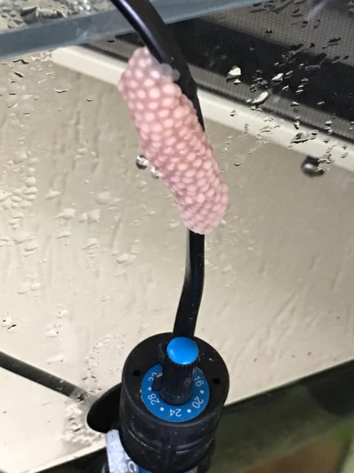 Ms Roach was curious about what deposited the pink-coloured egg mass and went in search of the answer online. Source: Facebook/<span class="fwn fcg"><span class="fwb fcg">Noosa Community Notice Board</span></span>