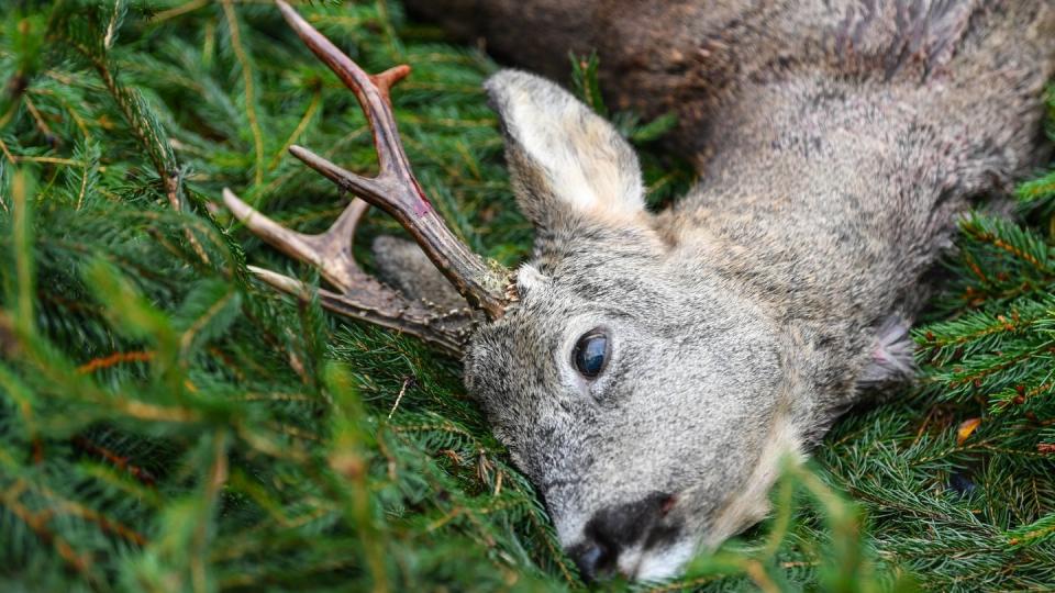 Ein erlegter Rehbock nach einer Ansitz-Drückjagd auf einer Waldlichtung.