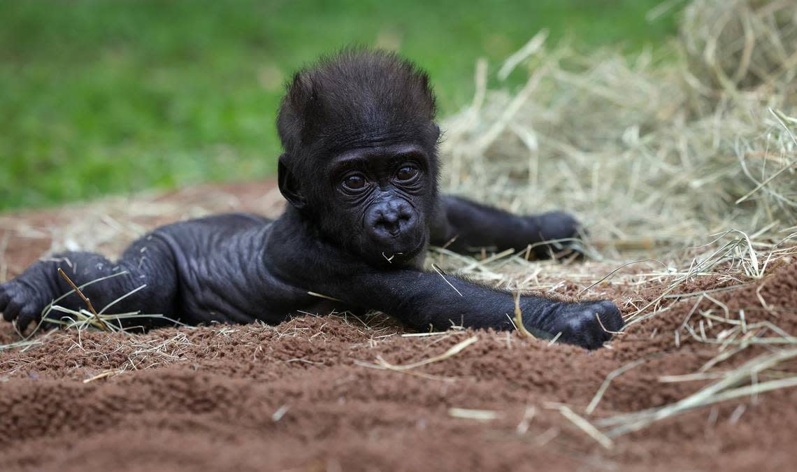 Baby gorilla Jameela grasps a straw-covered mat while being cared for by human keepers on Wednesday at the Fort Worth Zoo. Jameela, the first gorilla born by Cesarean section at the Fort Worth Zoo, will be transferred to the Cleveland Metroparks Zoo in the hopes of finding her a surrogate mother.