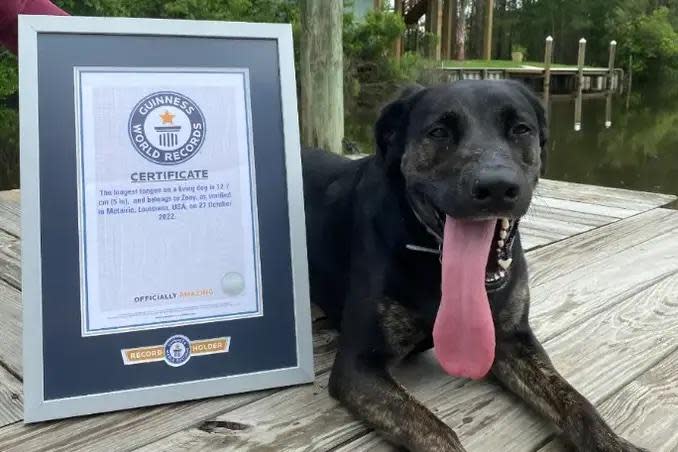 Zoey posing with her certificate / Credit: Guinness World Records